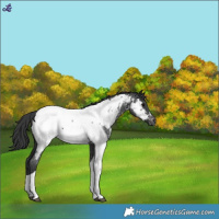 Horse Color:Blue Roan Tobiano Near Fewspot 
