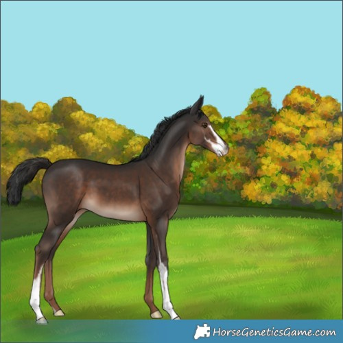 Horse Color:Liver Chestnut Sabino 