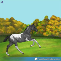 Horse Color:Blue Roan Tobiano Snowcap 