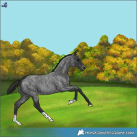 Horse Color:Blue Roan Snowflake Varnish 
