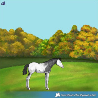 Horse Color:Blue Roan Splash Appaloosa Rabicano