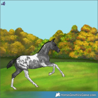 Horse Color:Blue Roan Tobiano Appaloosa 