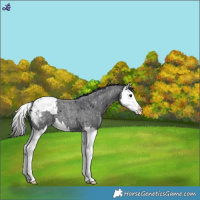 Horse Color:Blue Roan Splash Snowcap 