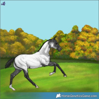 Horse Color:Blue Roan Near Fewspot 