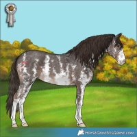 Horse Color:Liver Chestnut Sabino