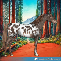Horse Color:Liver Chestnut Appaloosa 