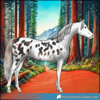Horse Color:Liver Chestnut Appaloosa