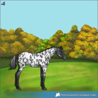 Horse Color:Blue Roan Near Leopard 