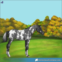 Horse Color:White Spotted Blue Roan Snowflake Varnish 