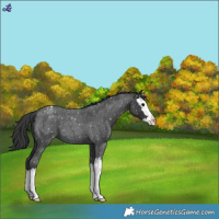 Horse Color:Blue Roan Splash Snowflake Varnish