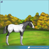 Horse Color:Blue Roan Splash Snowcap 
