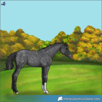 Horse Color:Blue Roan Snowflake Varnish 