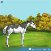 Horse Color:Blue Roan Splash Frame Appaloosa 