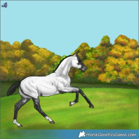 Horse Color:Blue Roan Appaloosa 