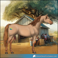 Horse Color:Red Dun 