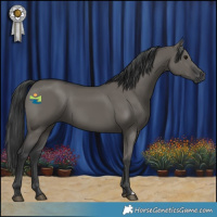 Horse Color:Grullo 