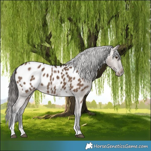 Horse Color:Liver Red Dun Tobiano Appaloosa 