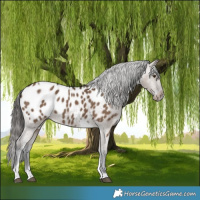 Horse Color:Liver Red Dun Tobiano Near Leopard 