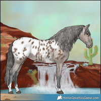 Horse Color:Liver Red Dun Tobiano Appaloosa 