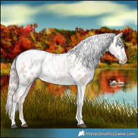 Horse Color:Chocolate Palomino Pearl Dun Tobiano Near Leopard 