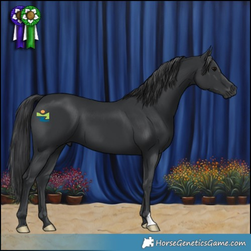 Horse Color:Black 