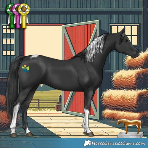 Horse Color:Black Tobiano 