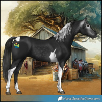 Horse Color:Gray Black Tobiano 