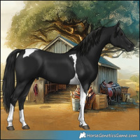 Horse Color:Gray Smoky Black Tobiano 