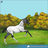 Horse Color:Blue Roan Snowcap 