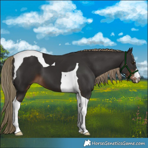 Horse Color:Liver Chestnut Tobiano 