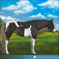 Horse Color:Liver Chestnut Tobiano 