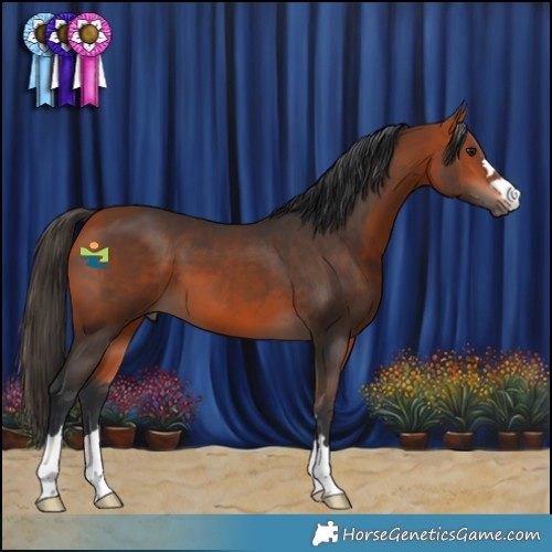 Horse Color:Bay 