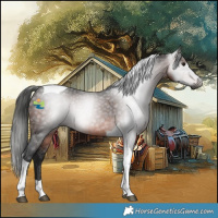 Horse Color:Gray Brown Tobiano 
