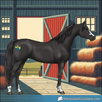 Horse Color:Smoky Black 