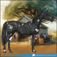 Horse Color:White Spotted Black 