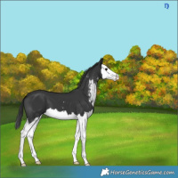 Horse Color:Black Sabino Splash 