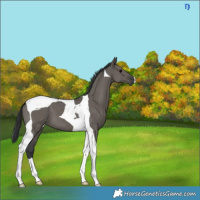 Horse Color:Grullo Tobiano 