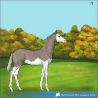 Horse Color:Silver Grullo Splash