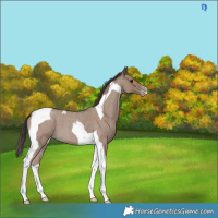 Horse Color:Classic Champagne Roan Tobiano 