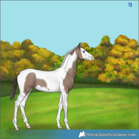 Horse Color:Classic Champagne Splash Tobiano 