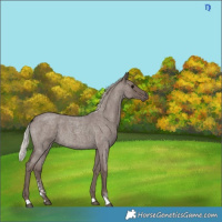 Horse Color:Silver Blue Roan Sabino 
