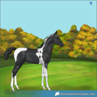 Horse Color:Black Tobiano 