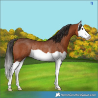 Horse Color:Bay Splash Rabicano 