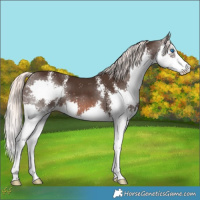 Horse Color:Liver Chestnut Mushroom Sabino Splash 