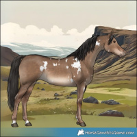 Horse Color:White Spotted Liver Red Dun 