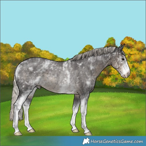 Horse Color:White Spotted Silver Smoky Blue Roan Rabicano 