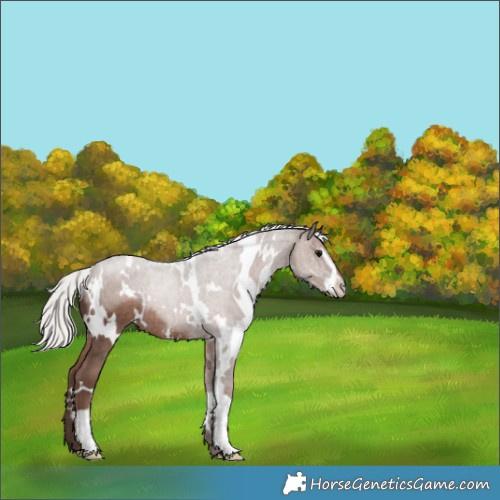 Horse Color:White Spotted Silver Black Sabino Rabicano 