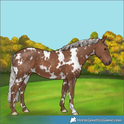 Horse Color:White Spotted Silver Black 