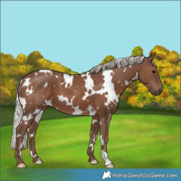Horse Color:White Spotted Silver Black 