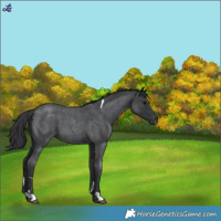 Horse Color:Blue Roan Tobiano 
